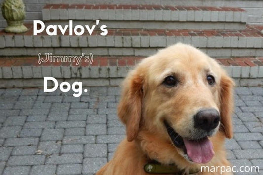 Pavlov’s (er… Jimmy’s) Dog - Yogasleep | Love Real Sleep
