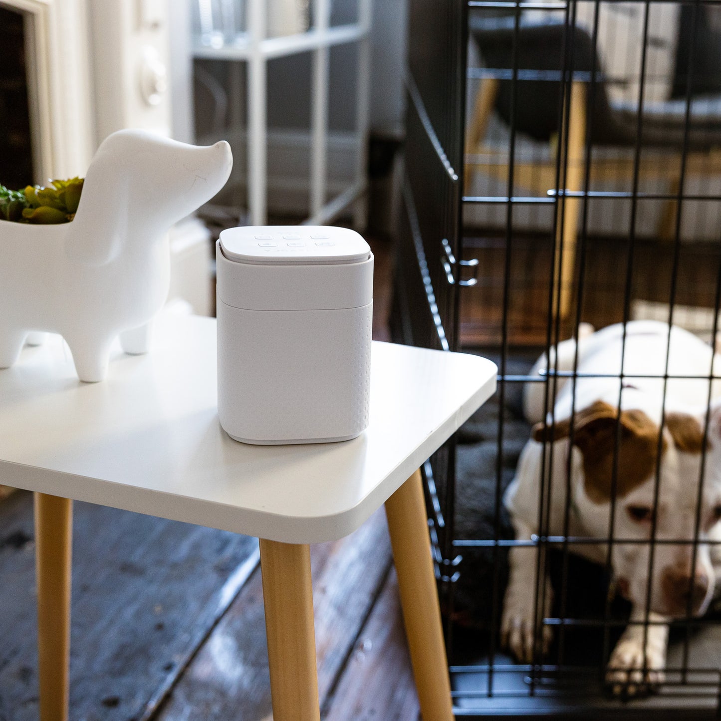 Pawzz Sound Machine for Dogs