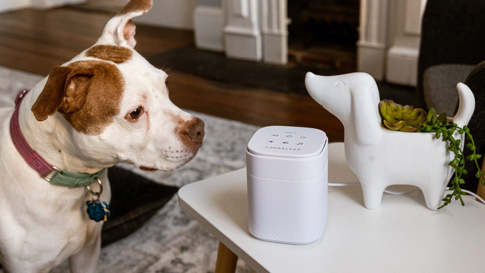 Dog sniffing a Yogasleep white noise machine on a living room side table next to a dog-shaped planter with succulents
