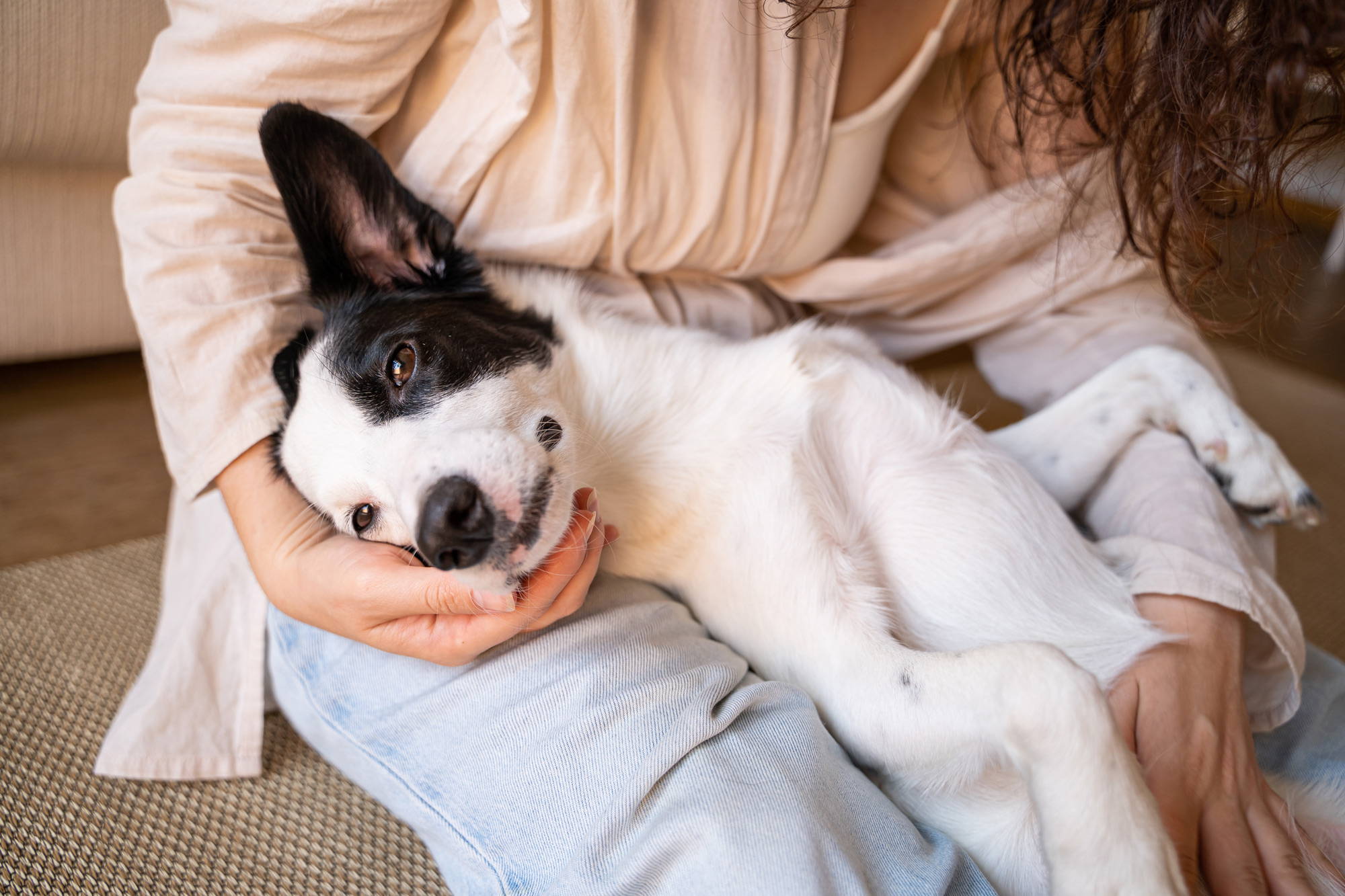 Person cuddling a relaxed black-and-white dog on a sofa, dog resting its head in the person's hand