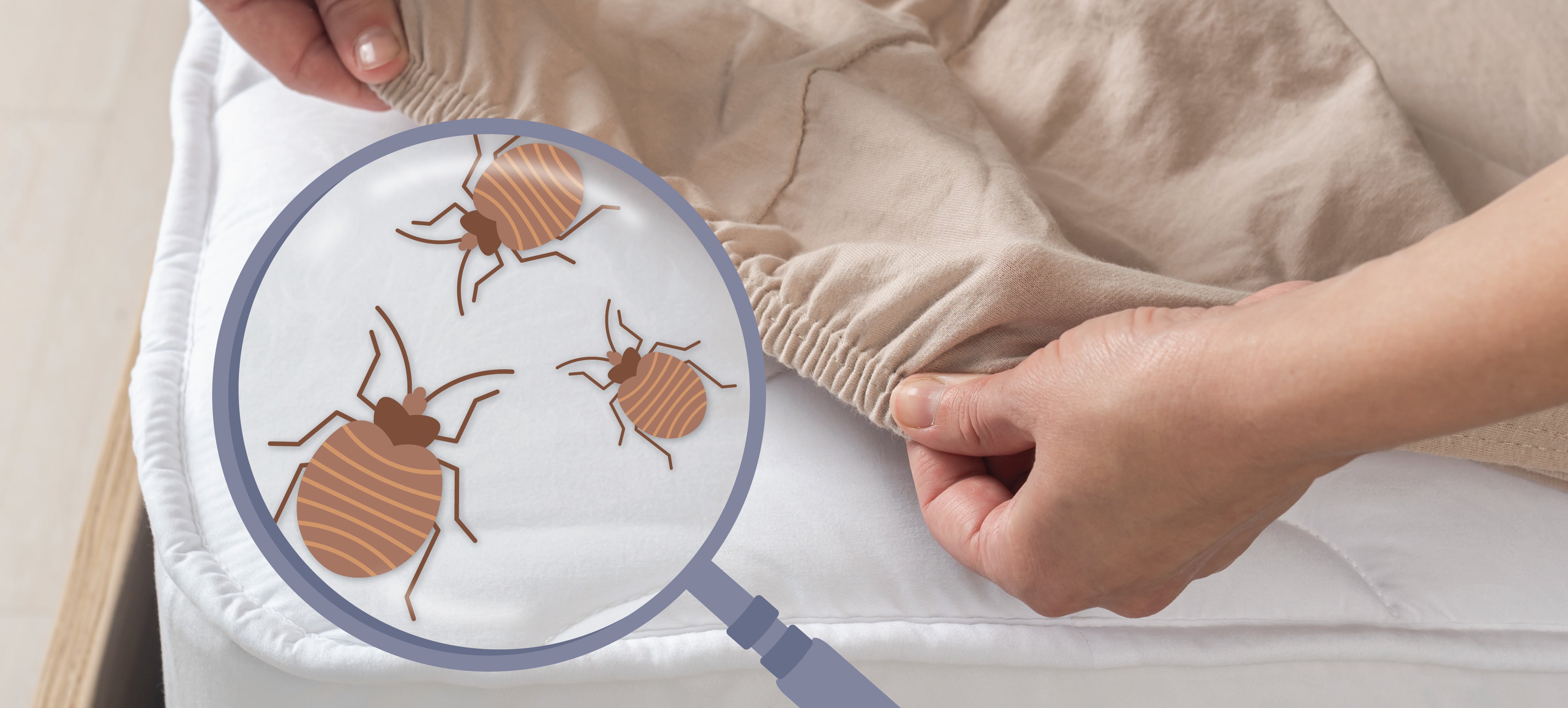 Hands lifting a fitted sheet to inspect a mattress, magnified illustration of bed bugs on the mattress