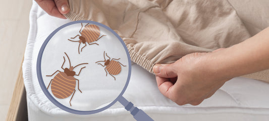 Confronting Bed Bugs: The Nocturnal Menace