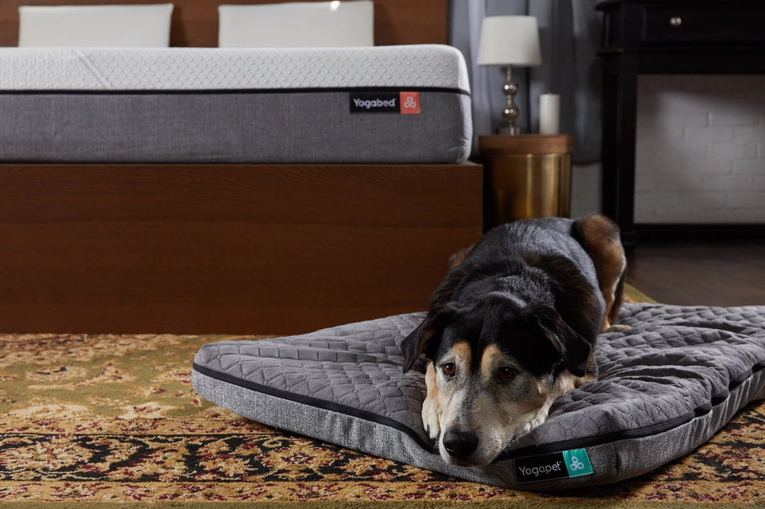 Bed Sharing With Furry Friends - Yogasleep | Love Real Sleep
