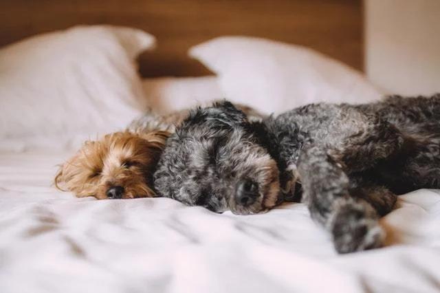 Dreaming Dogs - Yogasleep | Love Real Sleep