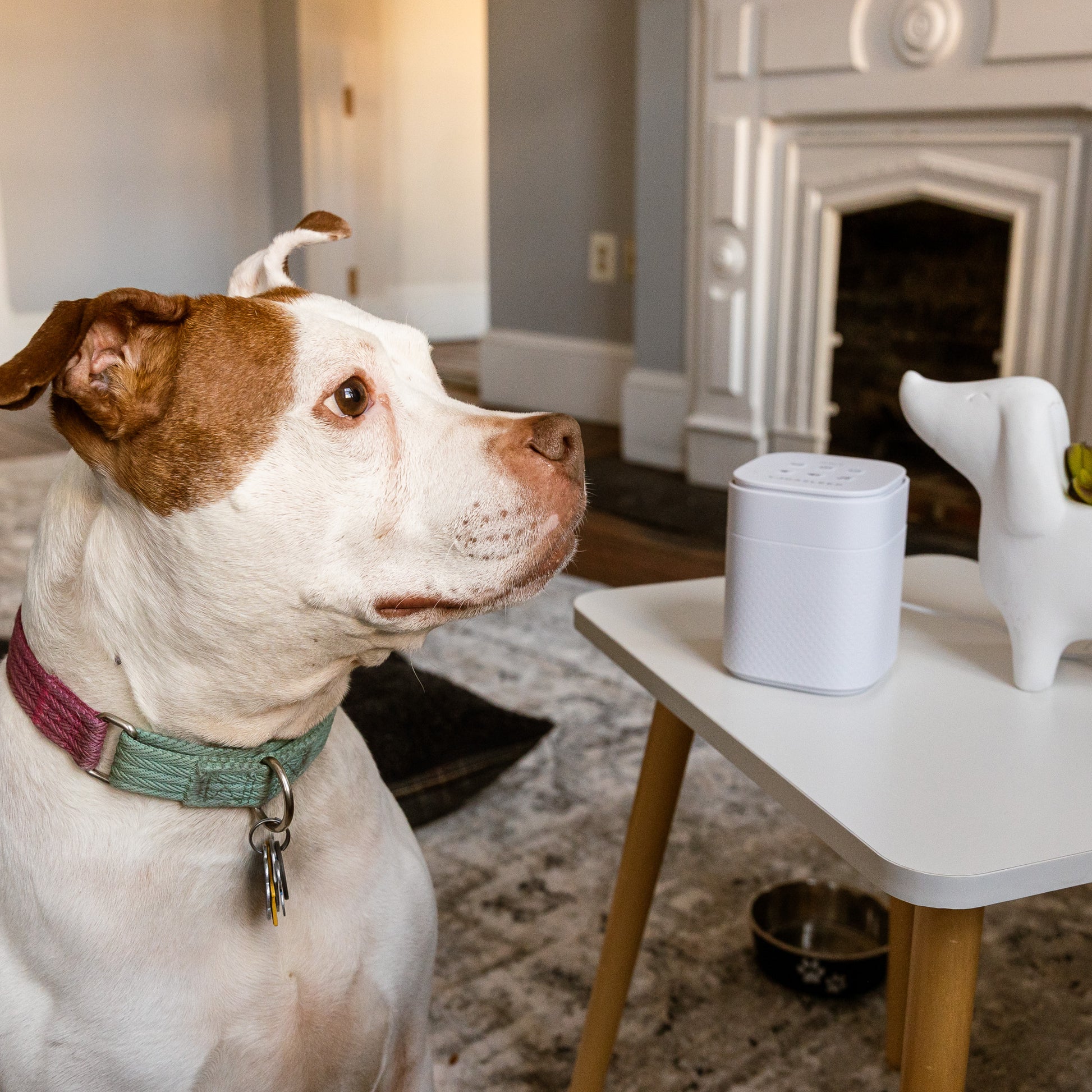 Pawzz Sound Machine for Dogs Sound Machine | Yogasleep